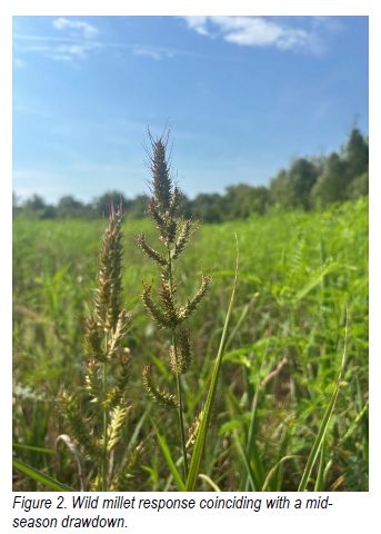 Figure 2 Wild millet response.
